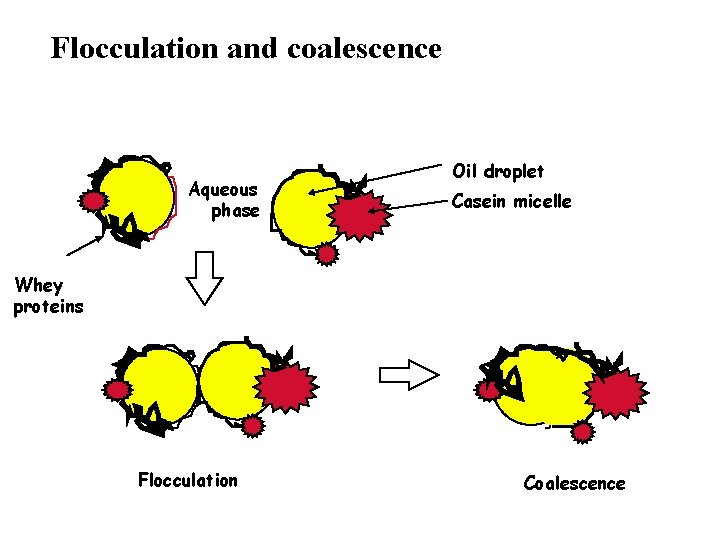 Flocculation and coalescence Aqueous phase Oil droplet Casein micelle Whey proteins Flocculation Coalescence 