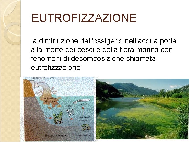 EUTROFIZZAZIONE la diminuzione dell’ossigeno nell’acqua porta alla morte dei pesci e della flora marina