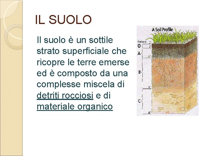 IL SUOLO Il suolo è un sottile strato superficiale che ricopre le terre emerse