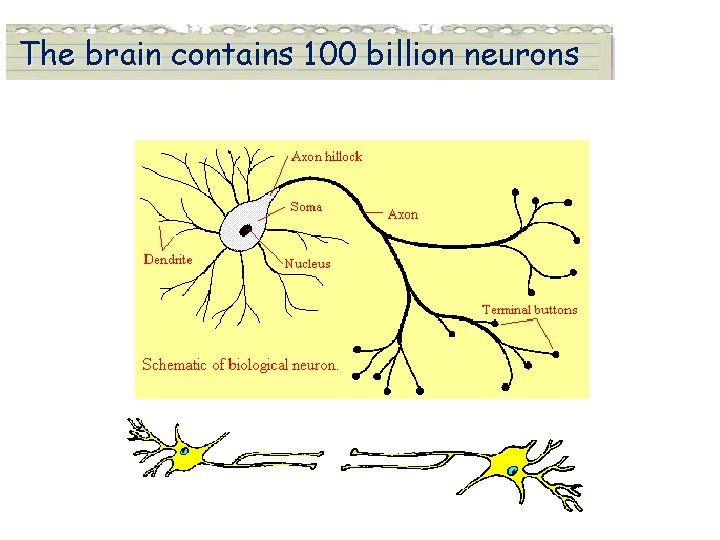 The brain contains 100 billion neurons The brain contains 100 billion neurons