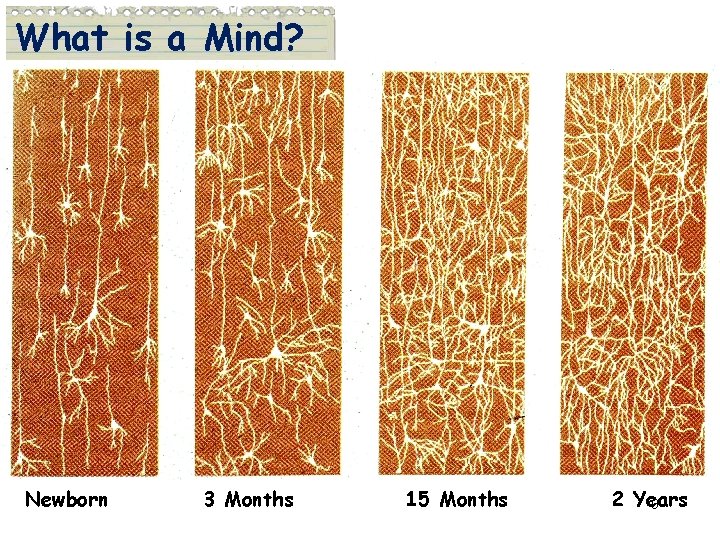 What is a Mind? Newborn 3 Months 15 Months 2 Years 9 What is a Mind? Newborn 3 Months 15 Months 2 Years 9