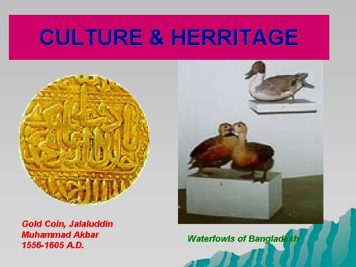 CULTURE & HERRITAGE Gold Coin, Jalaluddin Muhammad Akbar 1556 -1605 A. D. Waterfowls of CULTURE & HERRITAGE Gold Coin, Jalaluddin Muhammad Akbar 1556 -1605 A. D. Waterfowls of