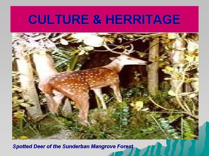 CULTURE & HERRITAGE Spotted Deer of the Sunderban Mangrove Forest CULTURE & HERRITAGE Spotted Deer of the Sunderban Mangrove Forest