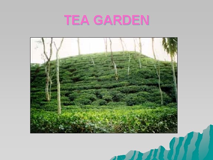 TEA GARDEN TEA GARDEN