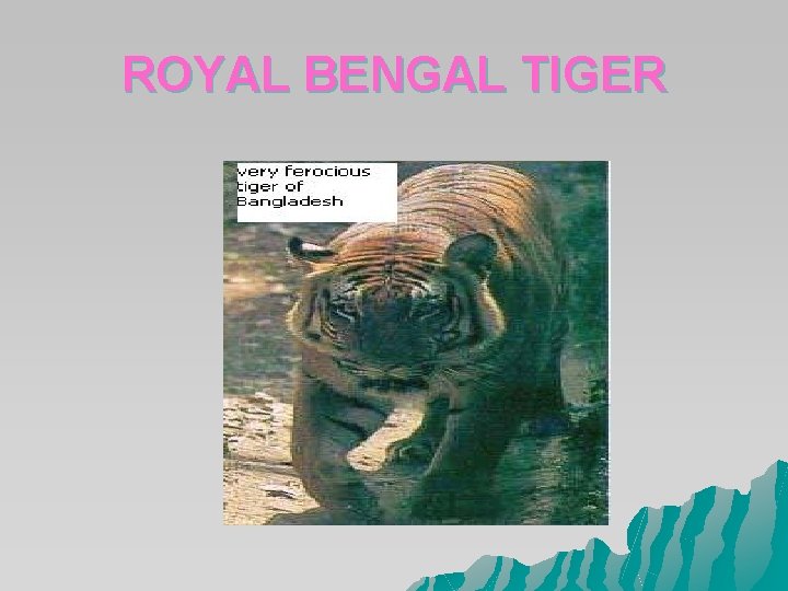 ROYAL BENGAL TIGER ROYAL BENGAL TIGER