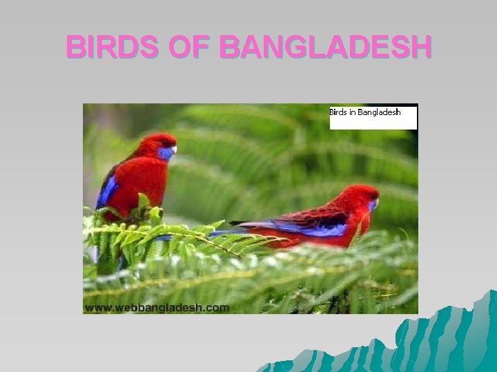 BIRDS OF BANGLADESH BIRDS OF BANGLADESH