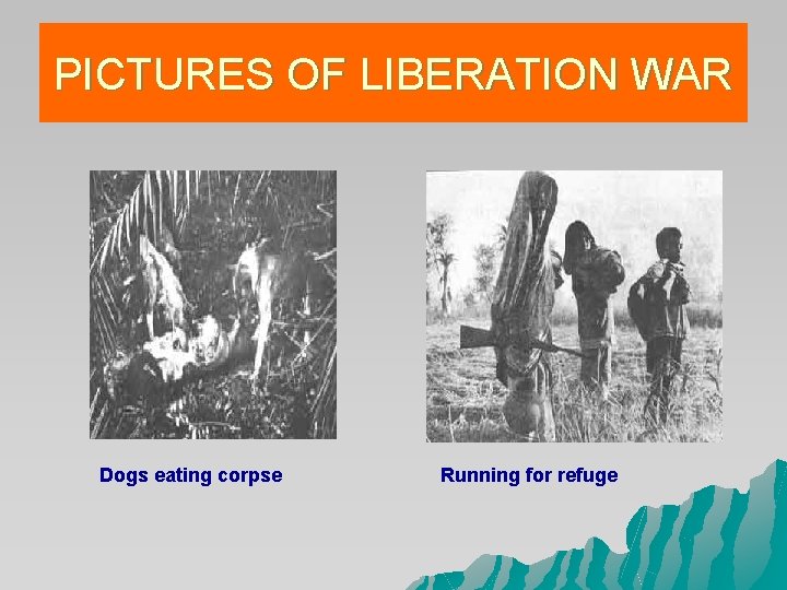 PICTURES OF LIBERATION WAR Dogs eating corpse Running for refuge PICTURES OF LIBERATION WAR Dogs eating corpse Running for refuge