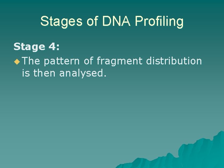 Stages of DNA Profiling Stage 4: u The pattern of fragment distribution is then