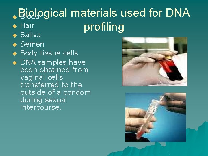 Biological materials used for DNA Blood u Hair profiling u u u Saliva Semen