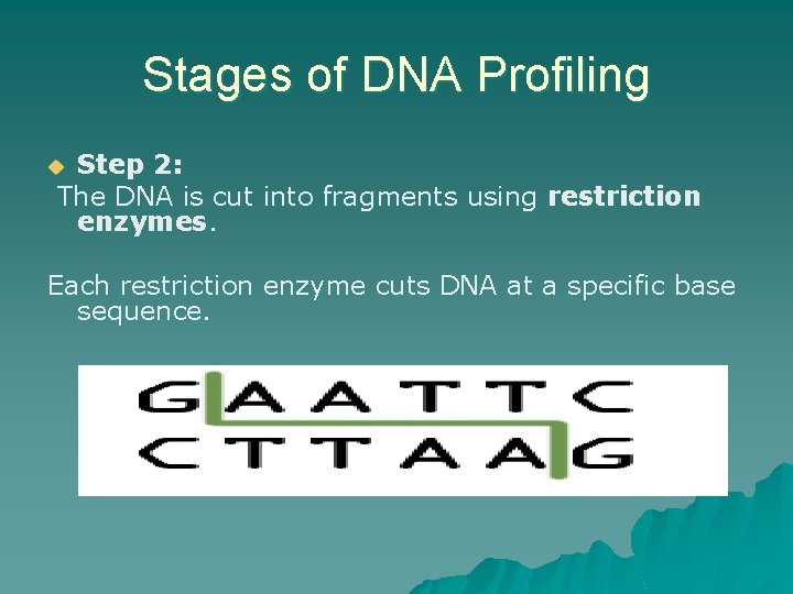 Stages of DNA Profiling Step 2: The DNA is cut into fragments using restriction