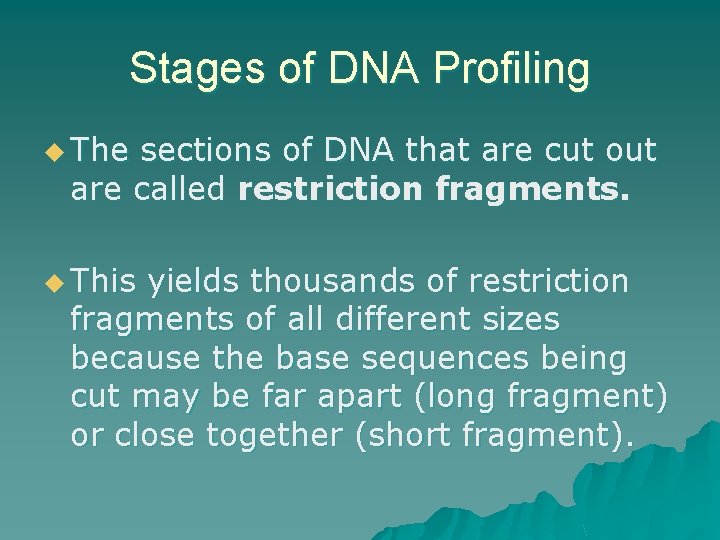 Stages of DNA Profiling u The sections of DNA that are cut out are