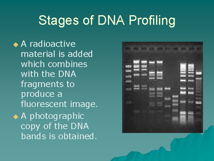 Stages of DNA Profiling A radioactive material is added which combines with the DNA