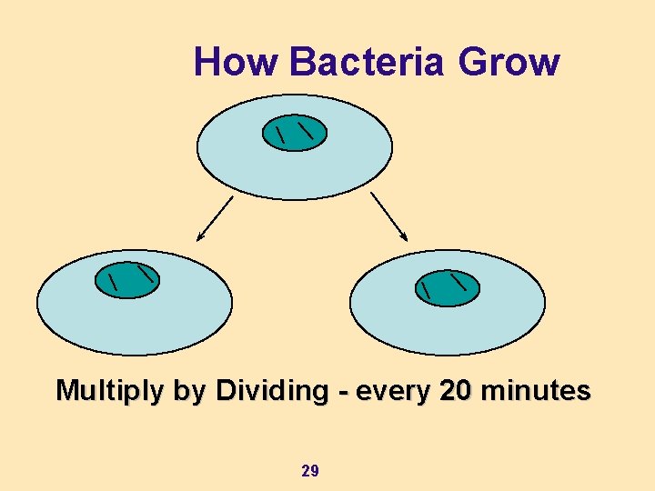 How Bacteria Grow Multiply by Dividing - every 20 minutes 29 