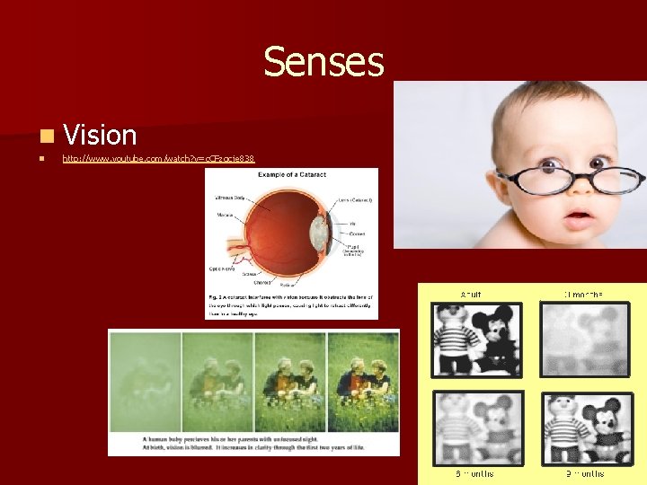 Senses n Vision n http: //www. youtube. com/watch? v=c. CFzqcje 838 