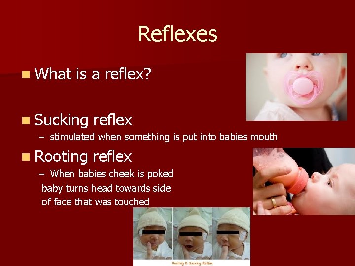 Reflexes n What is a reflex? n Sucking reflex – stimulated when something is