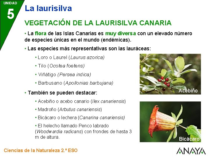 UNIDAD 5 La laurisilva VEGETACIÓN DE LA LAURISILVA CANARIA • La flora de las