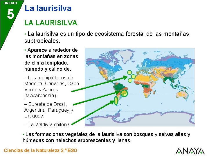 UNIDAD 5 La laurisilva LA LAURISILVA • La laurisilva es un tipo de ecosistema