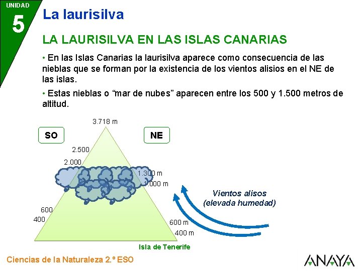 UNIDAD 5 La laurisilva LA LAURISILVA EN LAS ISLAS CANARIAS • En las Islas