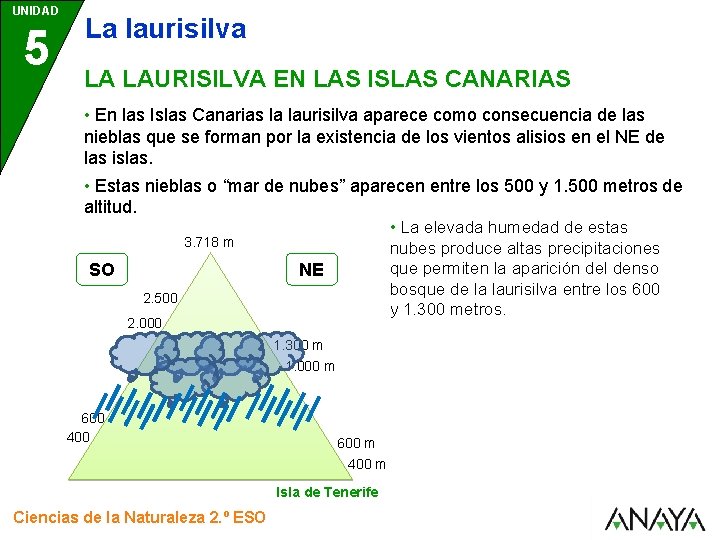 UNIDAD 5 La laurisilva LA LAURISILVA EN LAS ISLAS CANARIAS • En las Islas