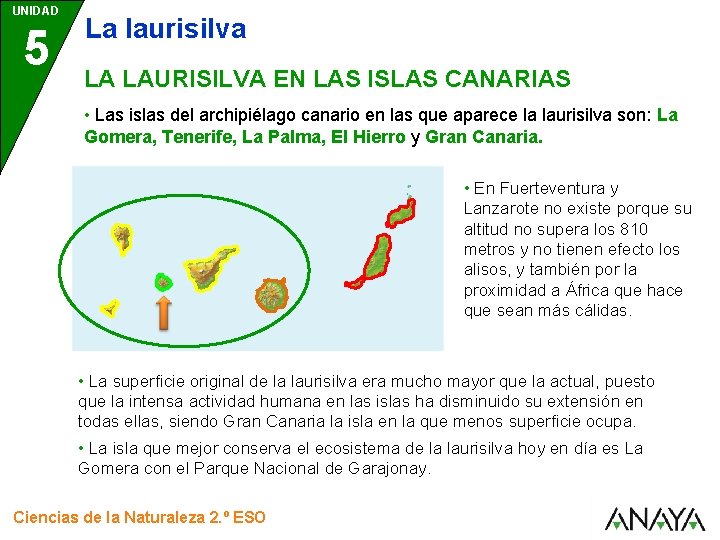 UNIDAD 5 La laurisilva LA LAURISILVA EN LAS ISLAS CANARIAS • Las islas del