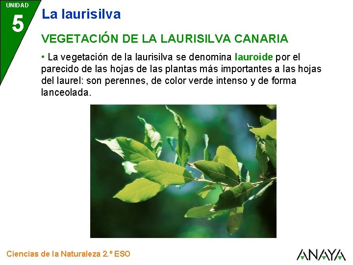 UNIDAD 5 La laurisilva VEGETACIÓN DE LA LAURISILVA CANARIA • La vegetación de la
