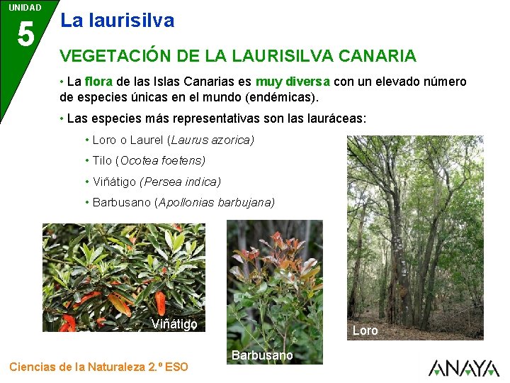 UNIDAD 5 La laurisilva VEGETACIÓN DE LA LAURISILVA CANARIA • La flora de las