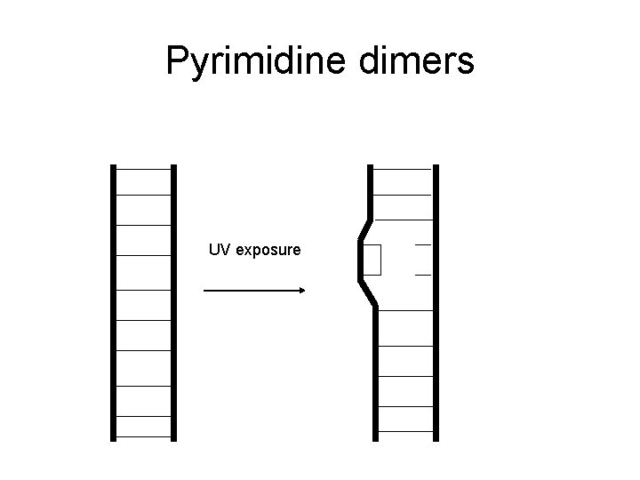 Pyrimidine dimers UV exposure 