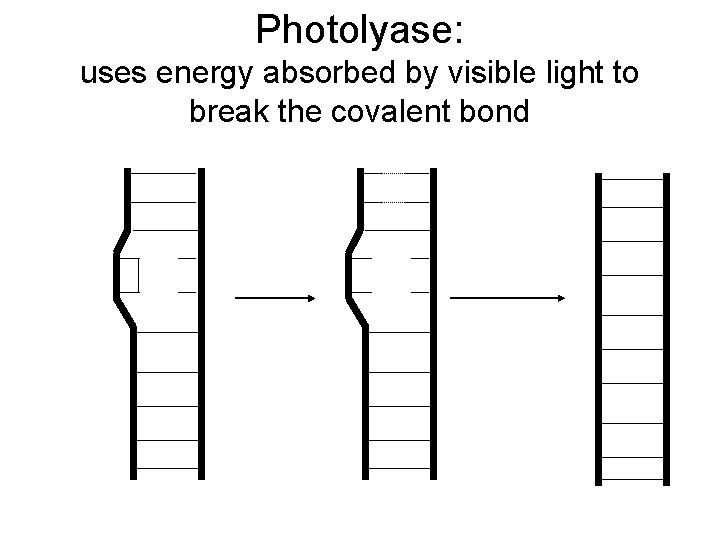 Photolyase: uses energy absorbed by visible light to break the covalent bond 