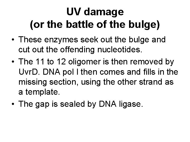 UV damage (or the battle of the bulge) • These enzymes seek out the