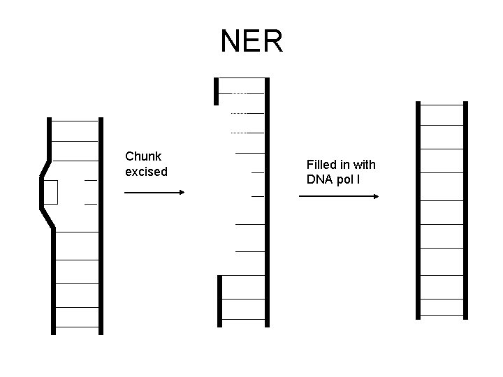 NER Chunk excised Filled in with DNA pol I 