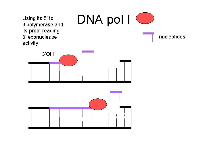 Using its 5’ to 3’polymerase and its proof reading 3’ exonuclease activity 3’OH DNA