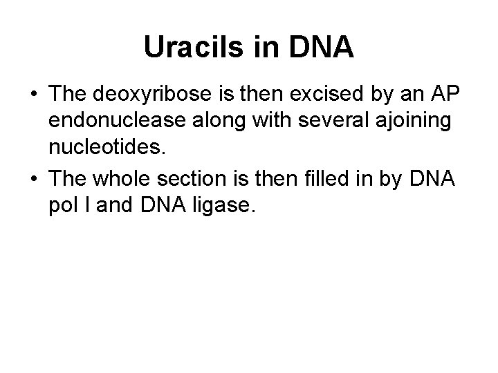 Uracils in DNA • The deoxyribose is then excised by an AP endonuclease along