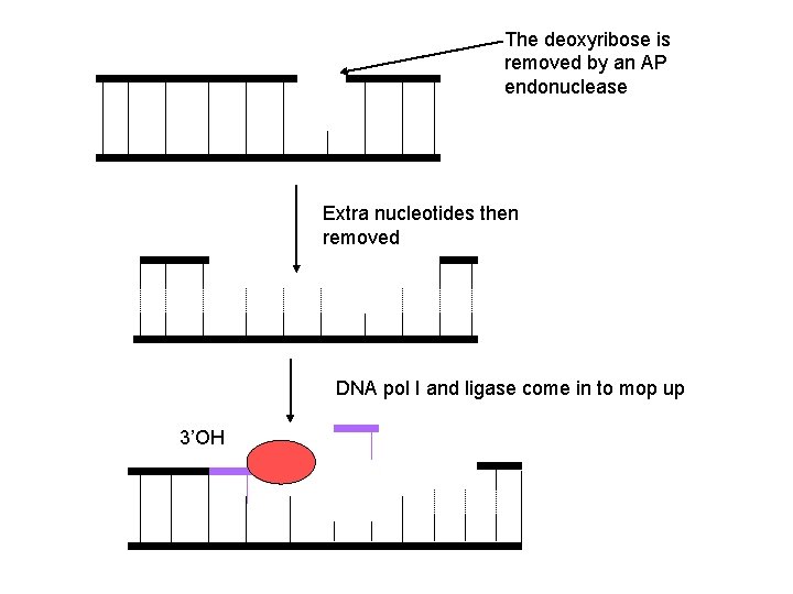 The deoxyribose is removed by an AP endonuclease Extra nucleotides then removed DNA pol