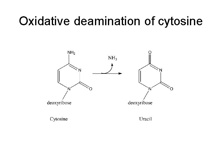 Oxidative deamination of cytosine 