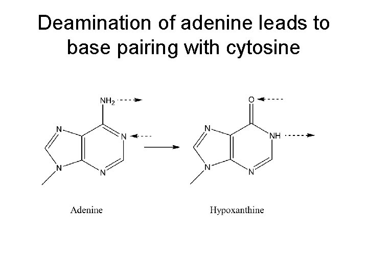 Deamination of adenine leads to base pairing with cytosine 