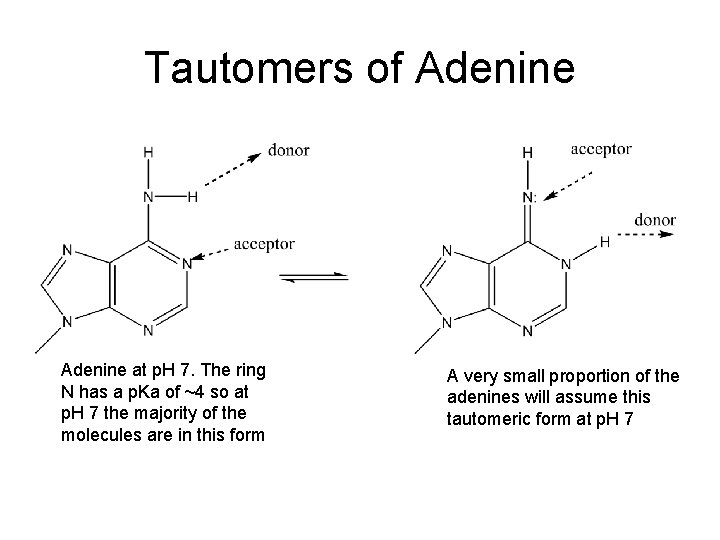 Tautomers of Adenine at p. H 7. The ring N has a p. Ka