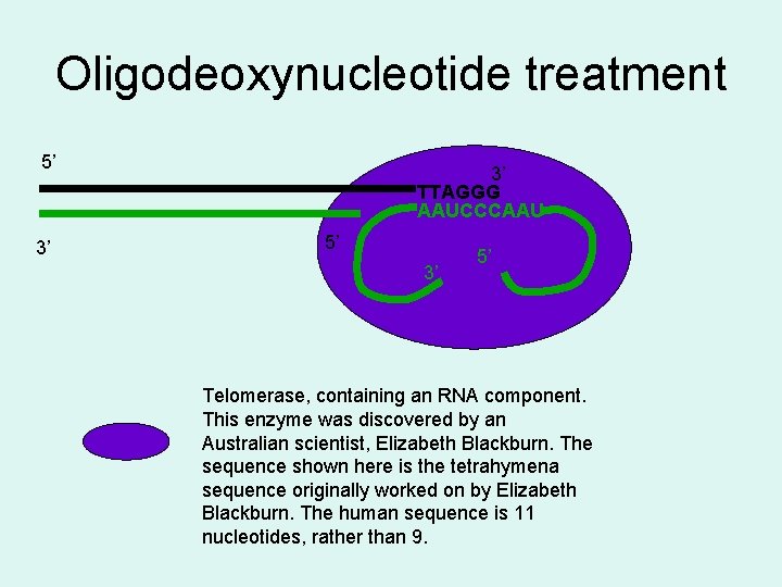 Oligodeoxynucleotide treatment 5’ 3’ 3’ TTAGGG AAUCCCAAU 5’ 3’ 5’ Telomerase, containing an RNA