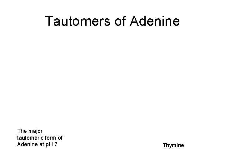 Tautomers of Adenine The major tautomeric form of Adenine at p. H 7 Thymine