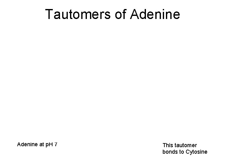 Tautomers of Adenine The very minor tautomeric form of Adenine at p. H 7