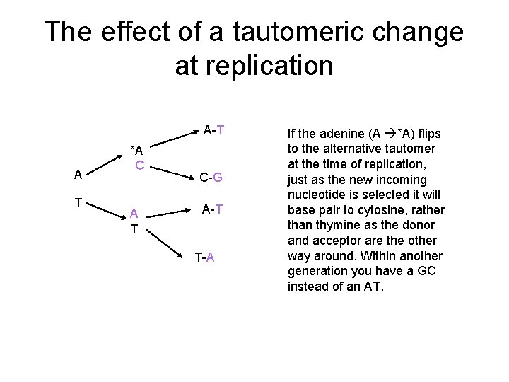 The effect of a tautomeric change at replication A-T A T *A C A