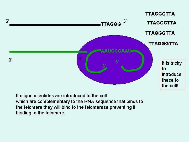 TTAGGGTTA 5’ TTAGGG 3’ TTAGGGTTA AAUCCCAAU 3’ 5’ If oligonucleotides are introduced to the