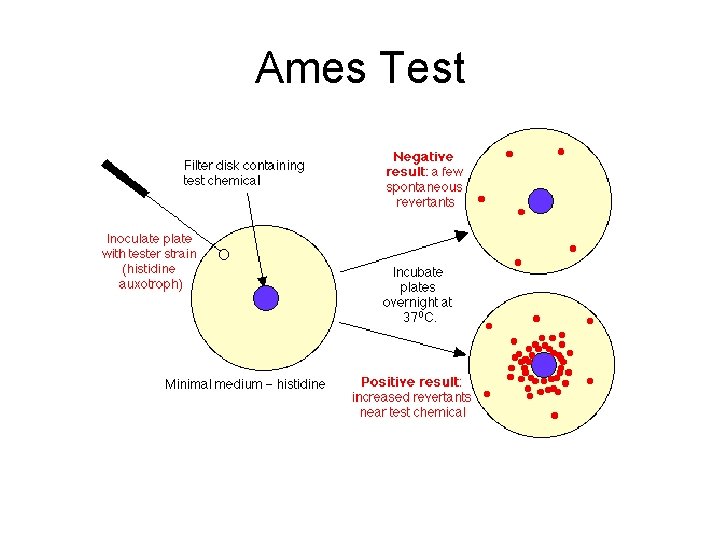Ames Test 