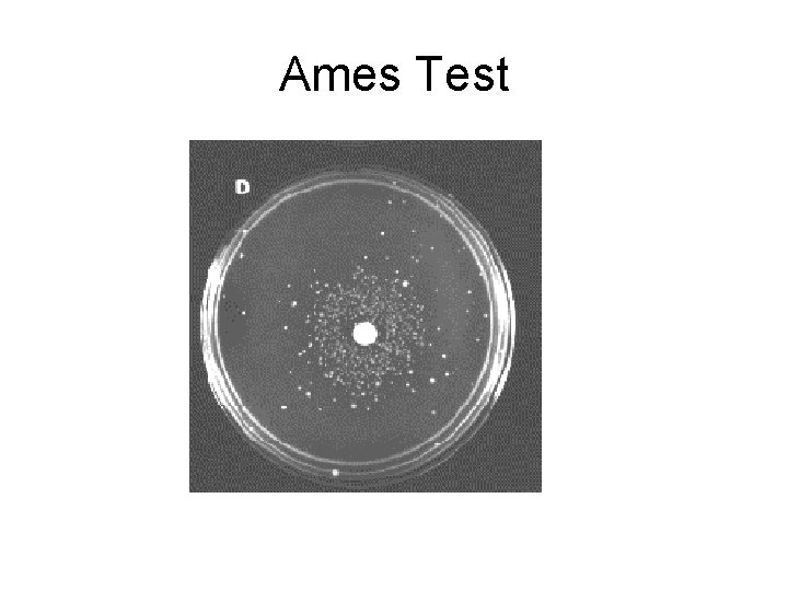 Ames Test 