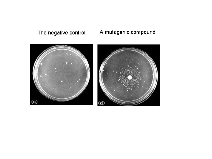 The negative control A mutagenic compound 