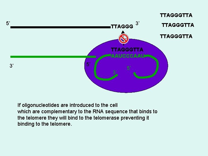 TTAGGGTTA 5’ TTAGGG 3’ TTAGGGTTA AAUCCCAAU 3’ 5’ If oligonucleotides are introduced to the