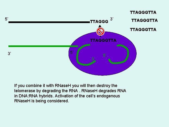 TTAGGGTTA 5’ TTAGGG 3’ TTAGGGTTA 3’ 5’ If you combine it with RNase. H