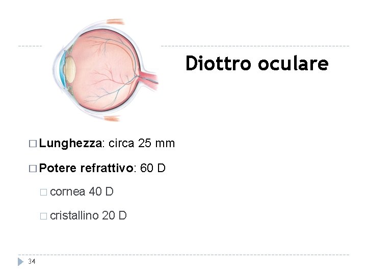 Diottro oculare � Lunghezza: circa 25 mm � Potere refrattivo: 60 D � cornea