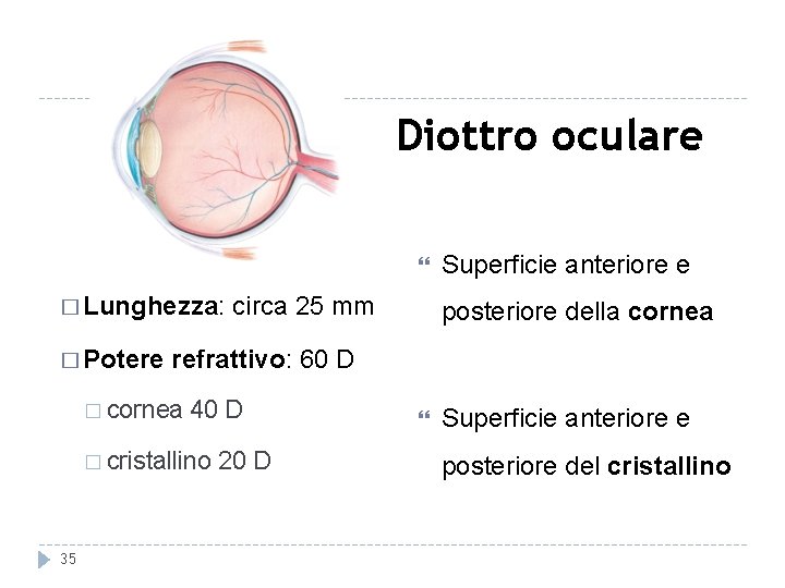 Diottro oculare � Lunghezza: circa 25 mm � Potere posteriore della cornea refrattivo: 60 Diottro oculare � Lunghezza: circa 25 mm � Potere posteriore della cornea refrattivo: 60