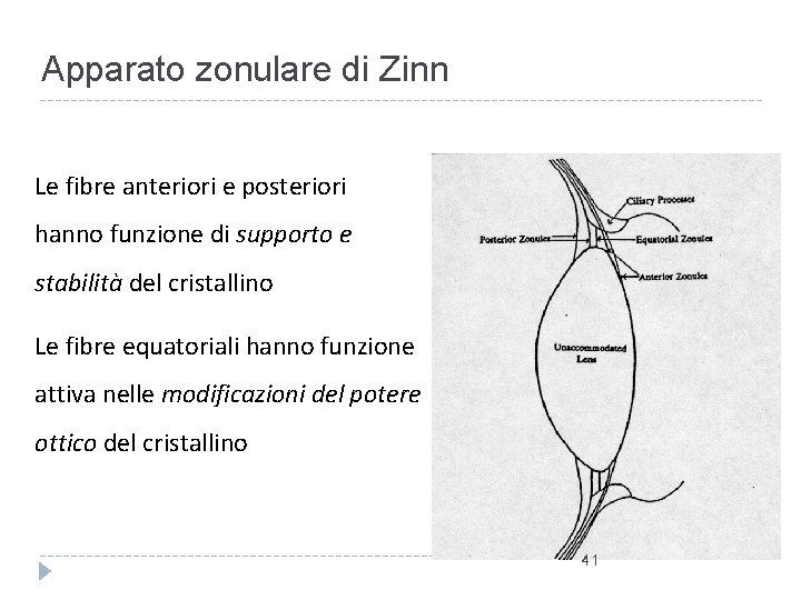 Apparato zonulare di Zinn Le fibre anteriori e posteriori hanno funzione di supporto e Apparato zonulare di Zinn Le fibre anteriori e posteriori hanno funzione di supporto e