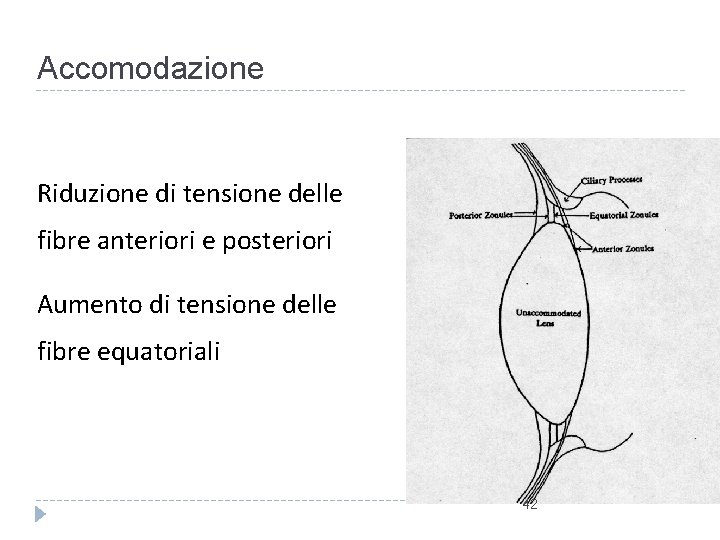 Accomodazione Riduzione di tensione delle fibre anteriori e posteriori Aumento di tensione delle fibre Accomodazione Riduzione di tensione delle fibre anteriori e posteriori Aumento di tensione delle fibre